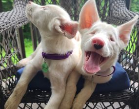 内维尔多比幼犬