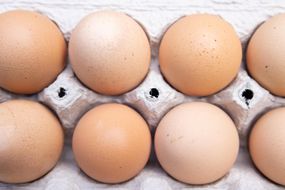 fresh farm brown eggs lined up in compostable egg carton