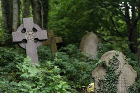 overgrown graveyard