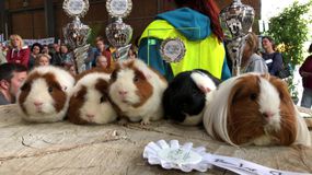Winners at a guinea pig show in Germany