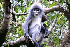 Popa langur
