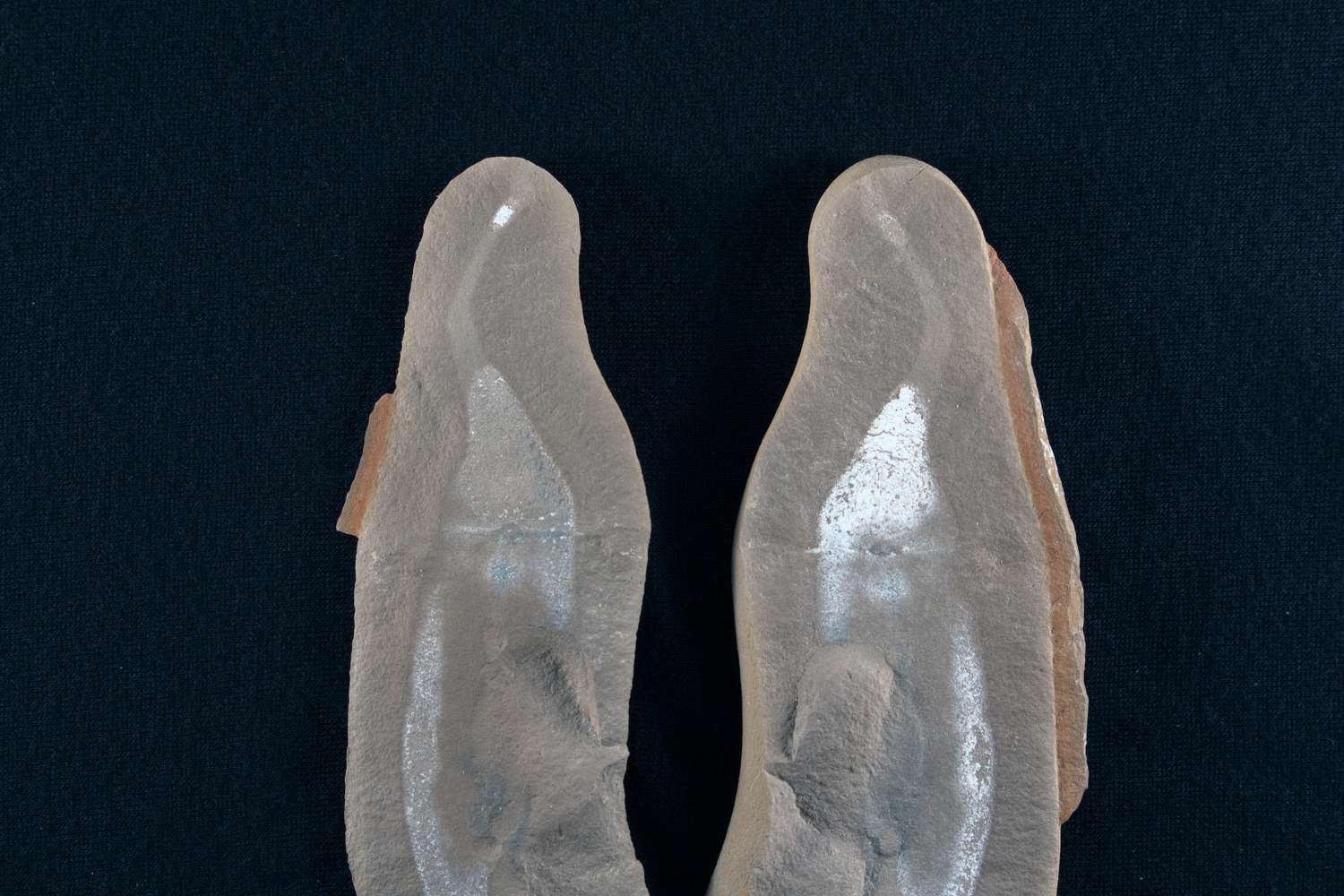 Tully monster, Tullimonstrum gregarium fossil, Mazon Creek, Illinois.