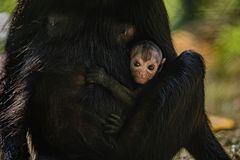 spider monkey baby at Chester Zoo