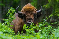 European Bison