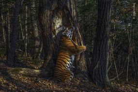 Sergey Gorshkov的拥抱“width=