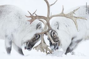 reindeer battling“width=