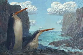 The Kawhia giant penguin Kairuku waewaeroa