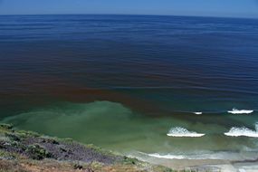 Sudden bloom of dinoflagellates causing red tide, California, USA.