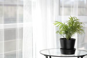 家庭内部靠阳台的桌子上的室内植物