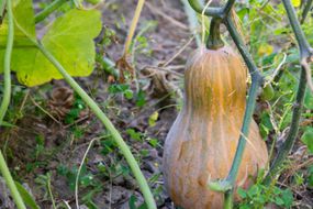 fully grown butternut squash attached to stem in outdoor garden