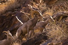Peninsular Bighorn Sheep