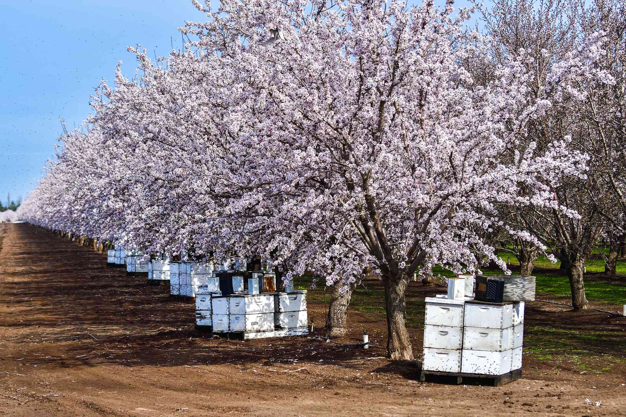 Beehives places between blooming almond trees for pollination“width=
