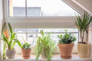5种室内植物，可清洁窗户内的空气