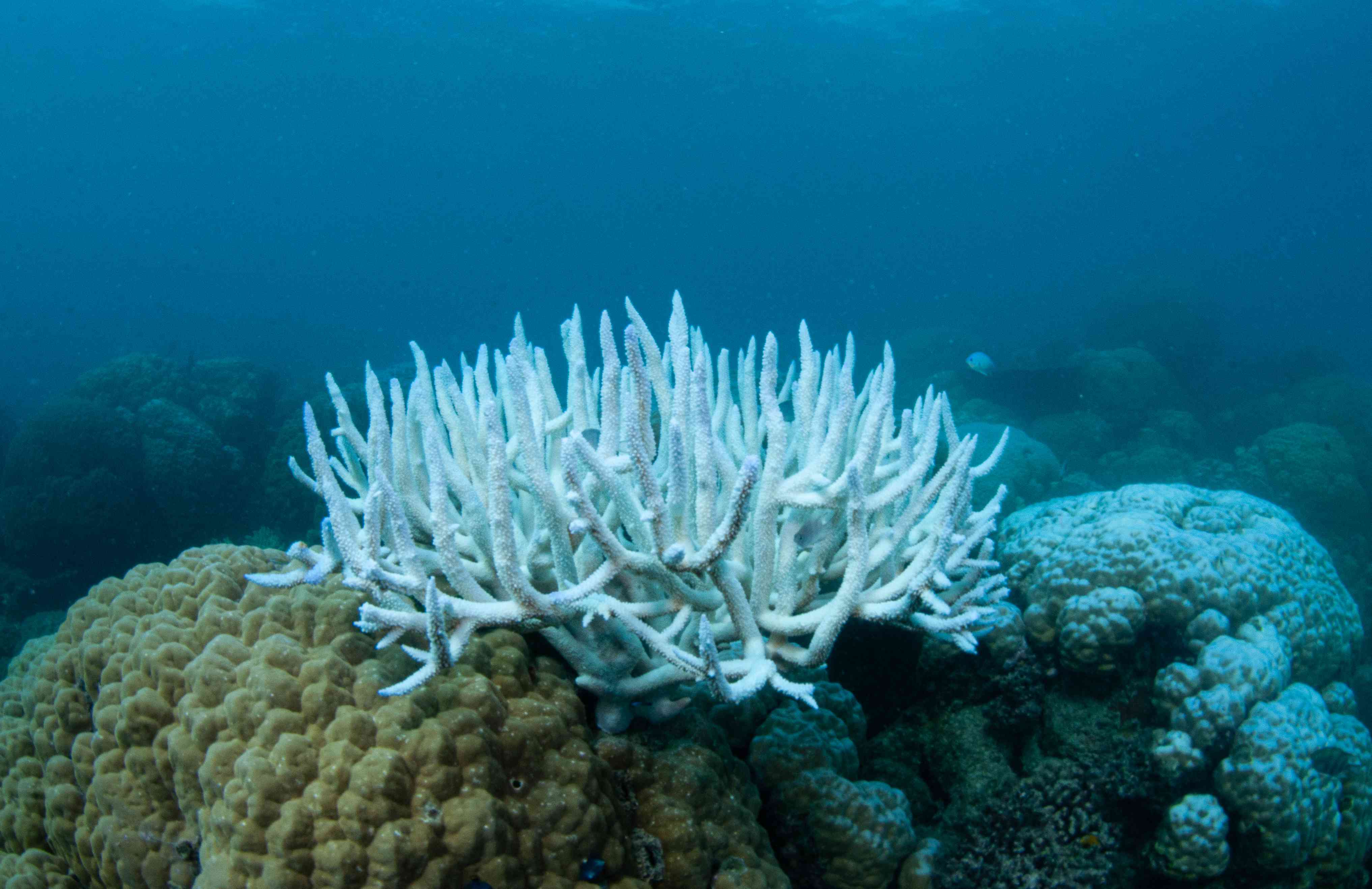 Coral Bleaching on the Great Barrier Reef