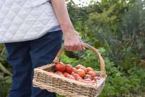 Hobby farmer holding basket of tomatoes