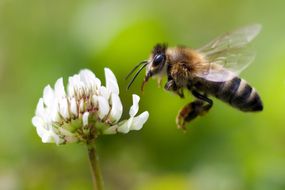Honey Bee in Flight