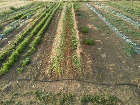Commercial farm set up with large-scale rows of drip irrigation system