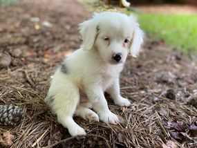 Frankie foster puppy