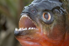 红腹Piranha或Red Piranha