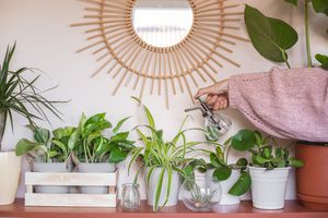 太阳镜下一排繁茂的室内植物，穿着粉色毛衣的人在喷水