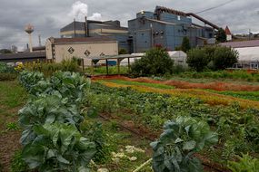 urban farming