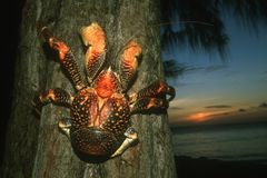 A coconut crab (Birgus latro) on a tree