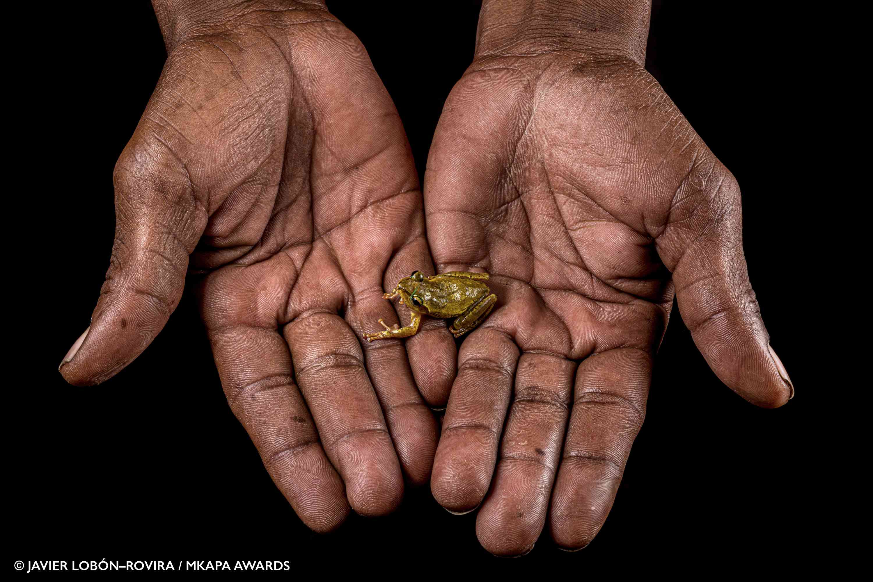 tiny frog in hands“width=