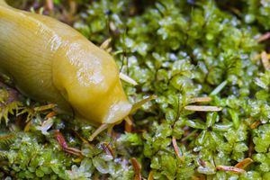爬过湿苔藓的黄色香蕉slug