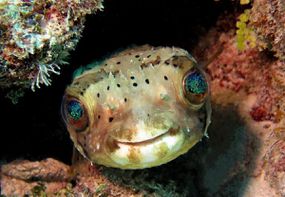 balloonfish“width=