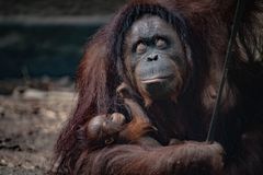BONNEAN-ORAMUTAN-BABY与MOM-CHESTER-ZOO