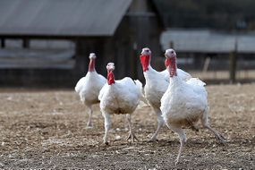 SONOMA, CA - NOVEMBER 26: With less than one week before Thanksgiving, turkeys roam at the Willie Bird Turkey Farm November 26, 2013 in Sonoma, California. An estimated forty six million turkeys are cooked and eaten during Thanksgiving meals in the United States.