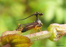 treehopper 1