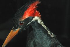 ivory-billed woodpecker