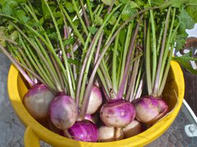 turnips
