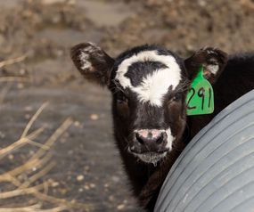 black and white cow with ear tag peeks out from metal silo