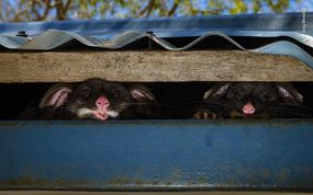 'Peeking possums' by Gary Meredith“width=