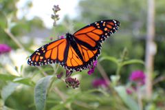 Monarch Butterfly