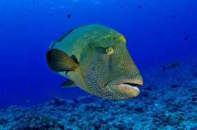 密克罗尼西亚的五颜六色的Humphead Wrasse
