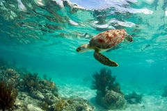 An endangered green sea turtle off the coast of Mexico.