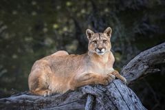 A female puma in Torres del Paine National Park, Chile