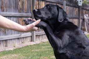 黑拉布拉多犬