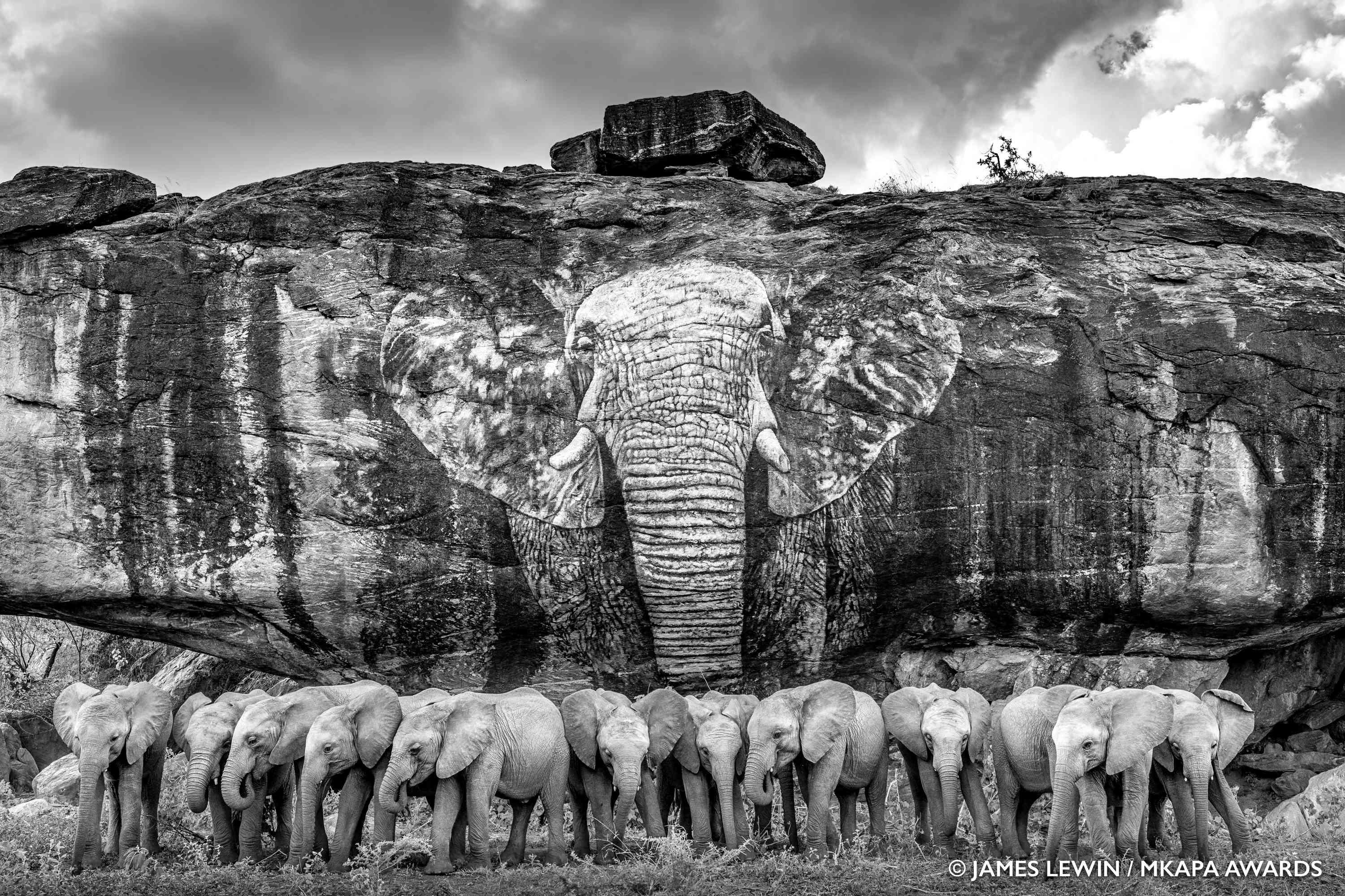 elephant orphans“width=
