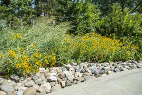 Rain Gardens at Arlington National Cemetery