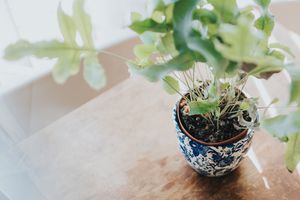 盆栽植物