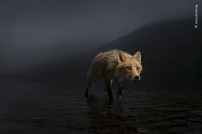 风暴狐狸“width=