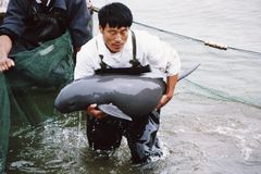 Freshwater Dolphins In Yangtze River Are Threatened To Vanish